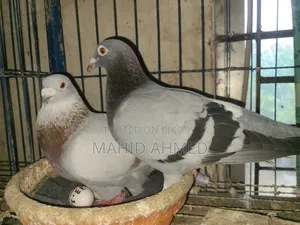Mili + Sabji Pigeon