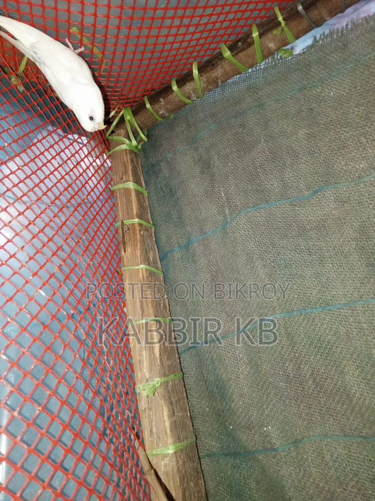 বাজরিগা পাখি