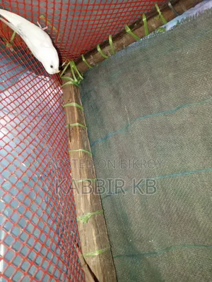 বাজরিগা পাখি
