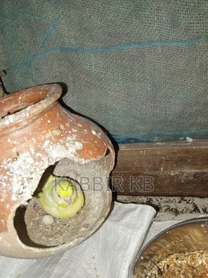 বাজরিগা পাখি
