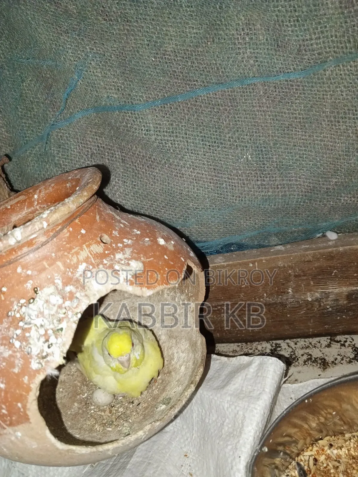 বাজরিগা পাখি