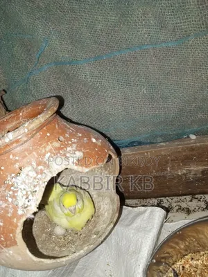 বাজরিগা পাখি