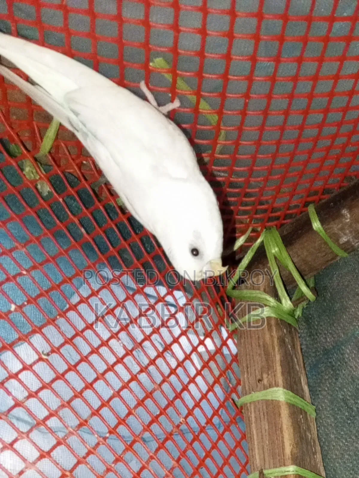 বাজরিগা পাখি