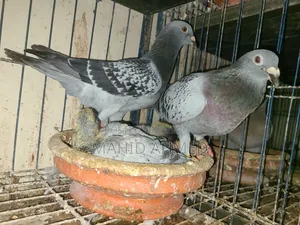 Maxi Pair Pigeon