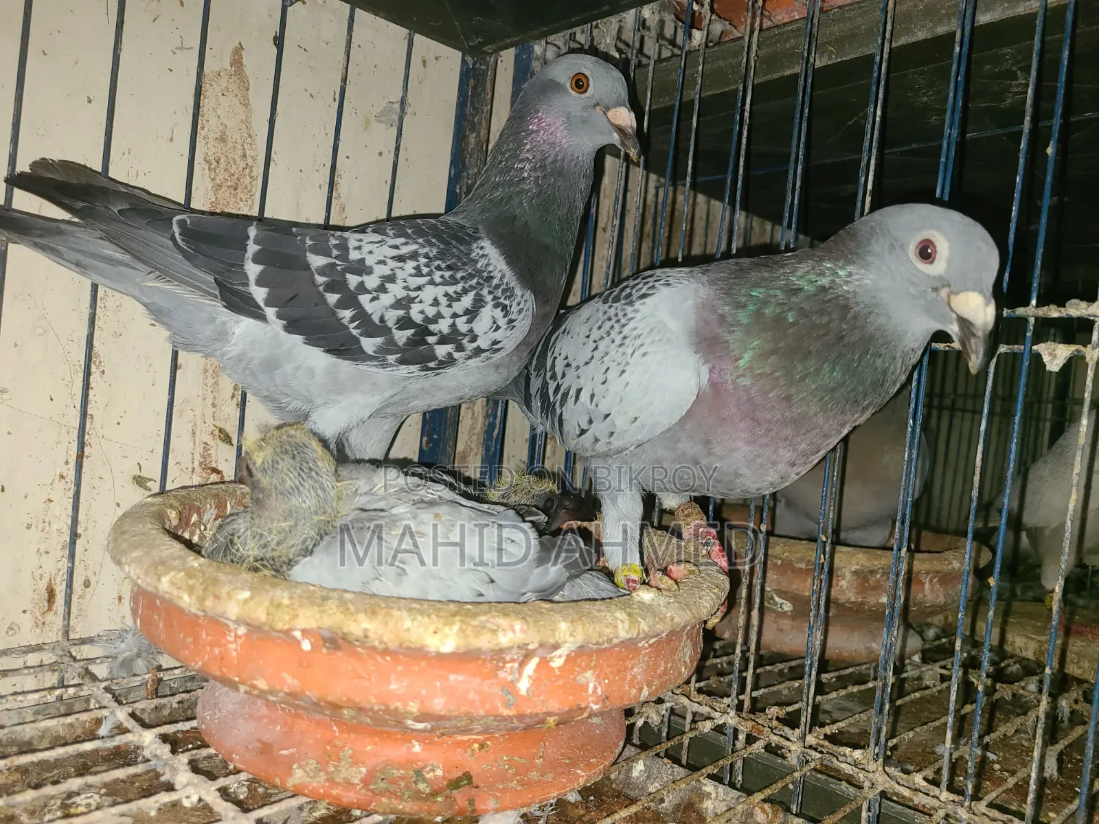 Maxi Pair Pigeon