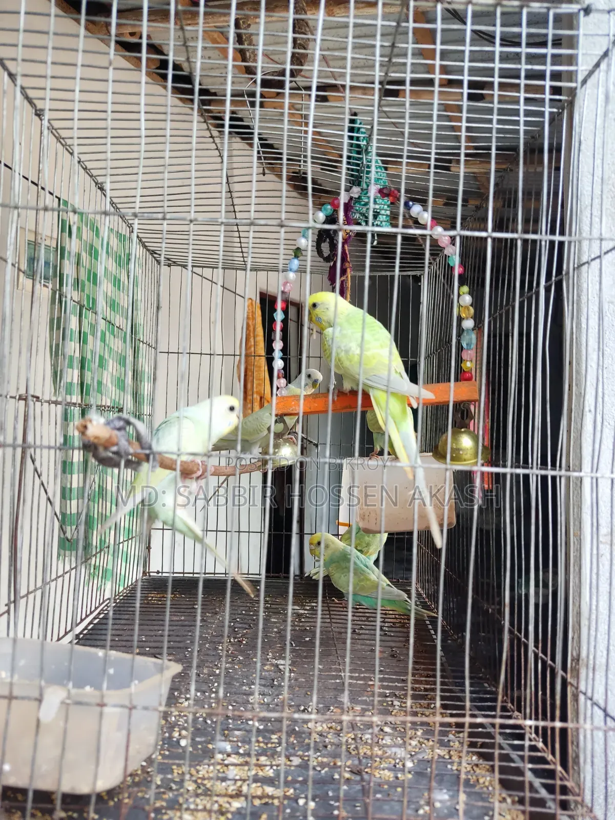 বাজিগর পাখির বাচ্চা এবং প্রাপ্ত বয়স্ক