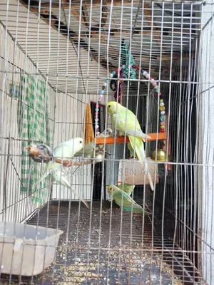 বাজিগর পাখির বাচ্চা এবং প্রাপ্ত বয়স্ক