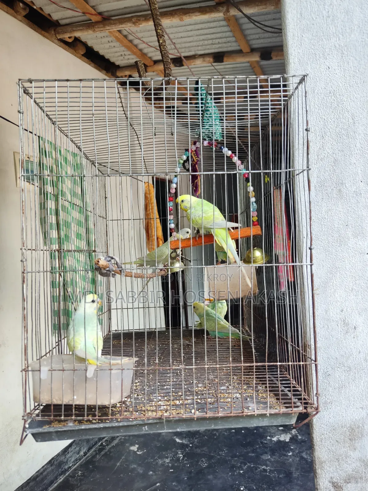 বাজিগর পাখির বাচ্চা এবং প্রাপ্ত বয়স্ক