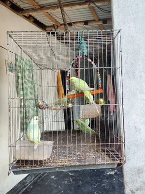 বাজিগর পাখির বাচ্চা এবং প্রাপ্ত বয়স্ক
