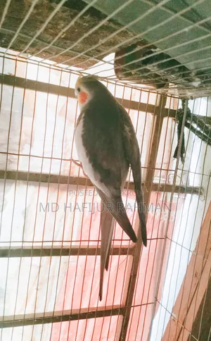 কোকাটেল গ্রে এন্ড লুটিনো পেয়ার