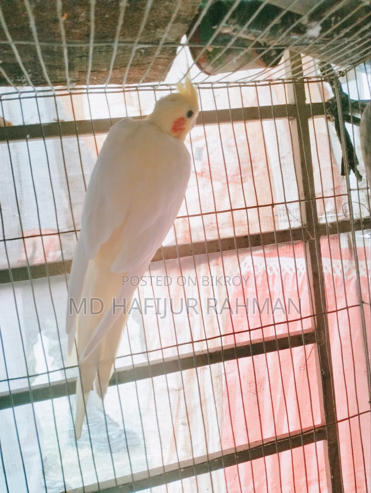কোকাটেল গ্রে এন্ড লুটিনো পেয়ার