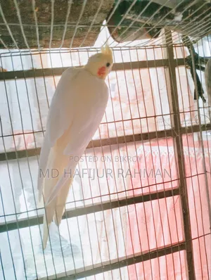 কোকাটেল গ্রে এন্ড লুটিনো পেয়ার