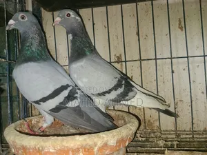 Vegetable Pied Pair