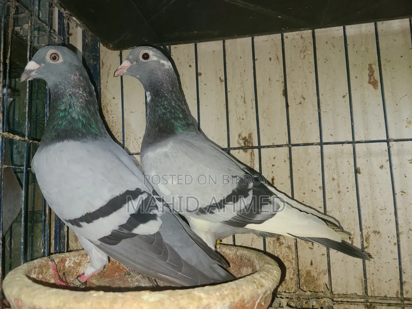 Vegetable Pied Pair