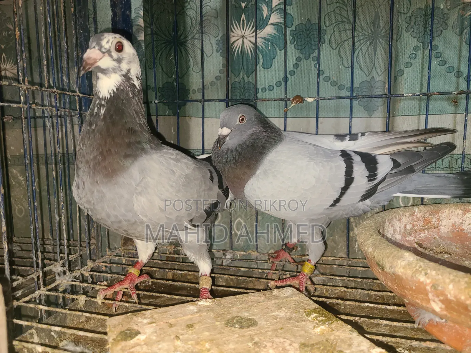 Vegetable Pied Pair