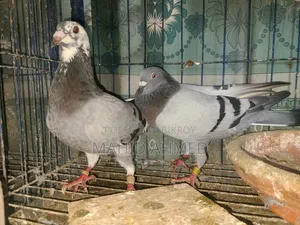 Vegetable Pied Pair
