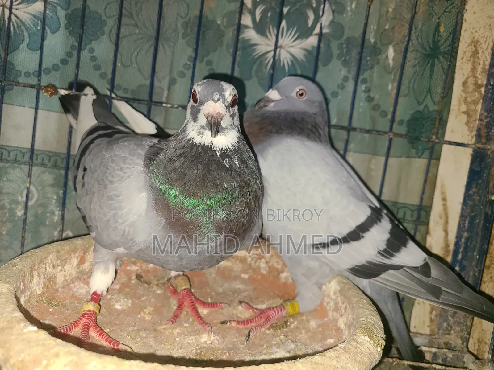 Vegetable Pied Pair