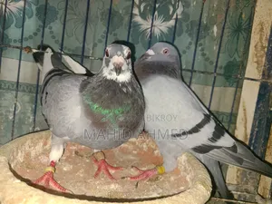 Vegetable Pied Pair