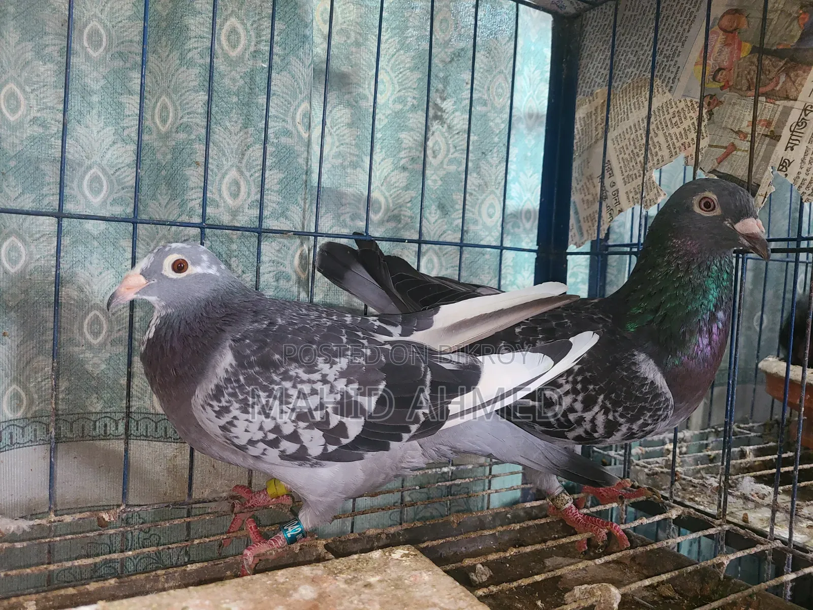 Maxi Pair Pigeon