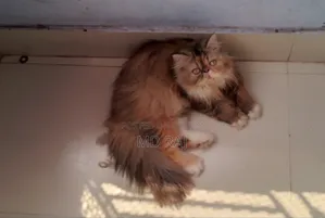 1+ Year Female Purebred Persian