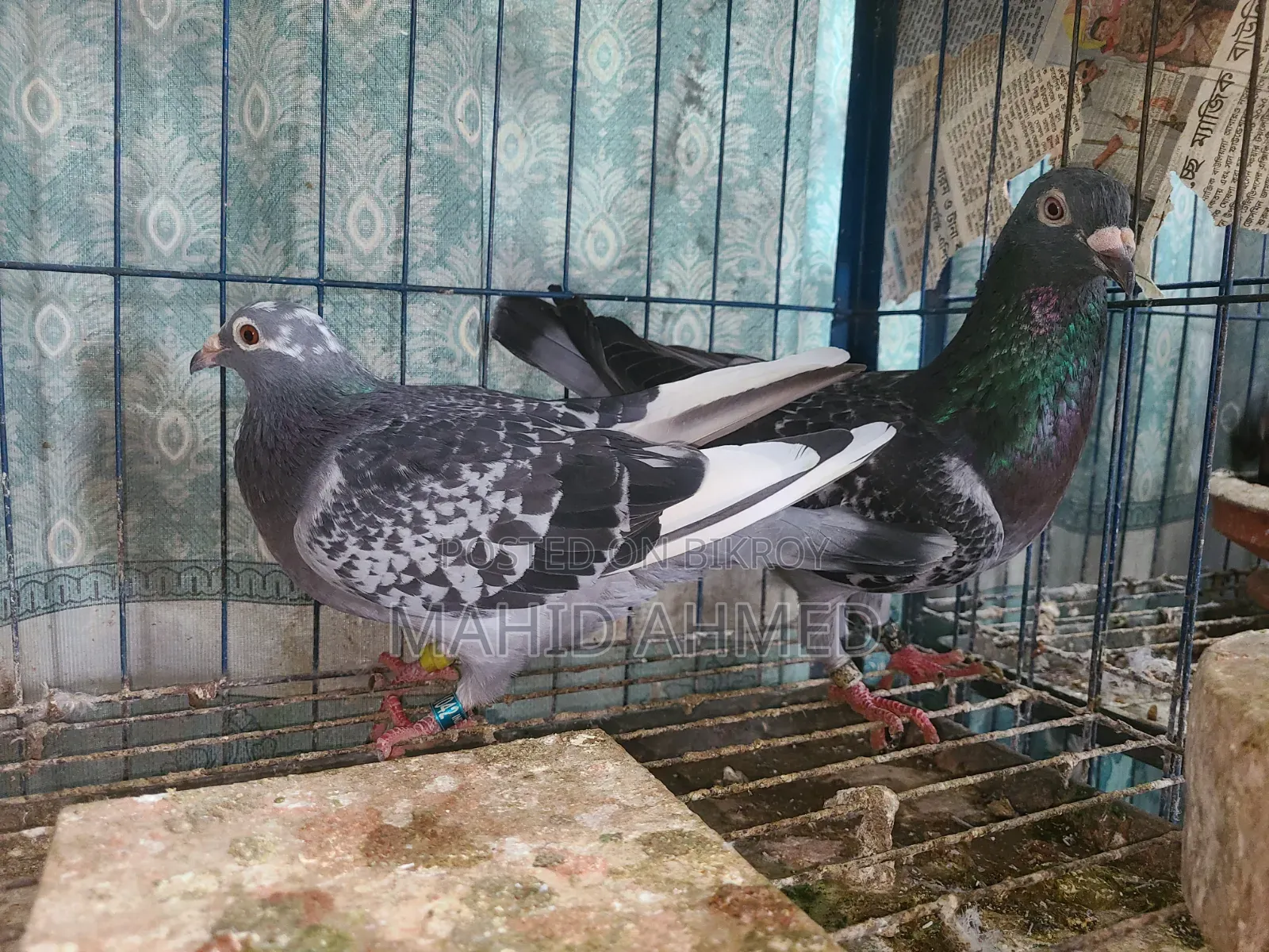 Maxi Pair Pigeon
