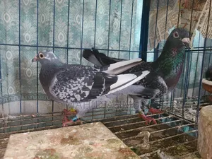 Maxi Pair Pigeon