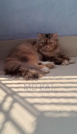 1+ Year Female Purebred Persian