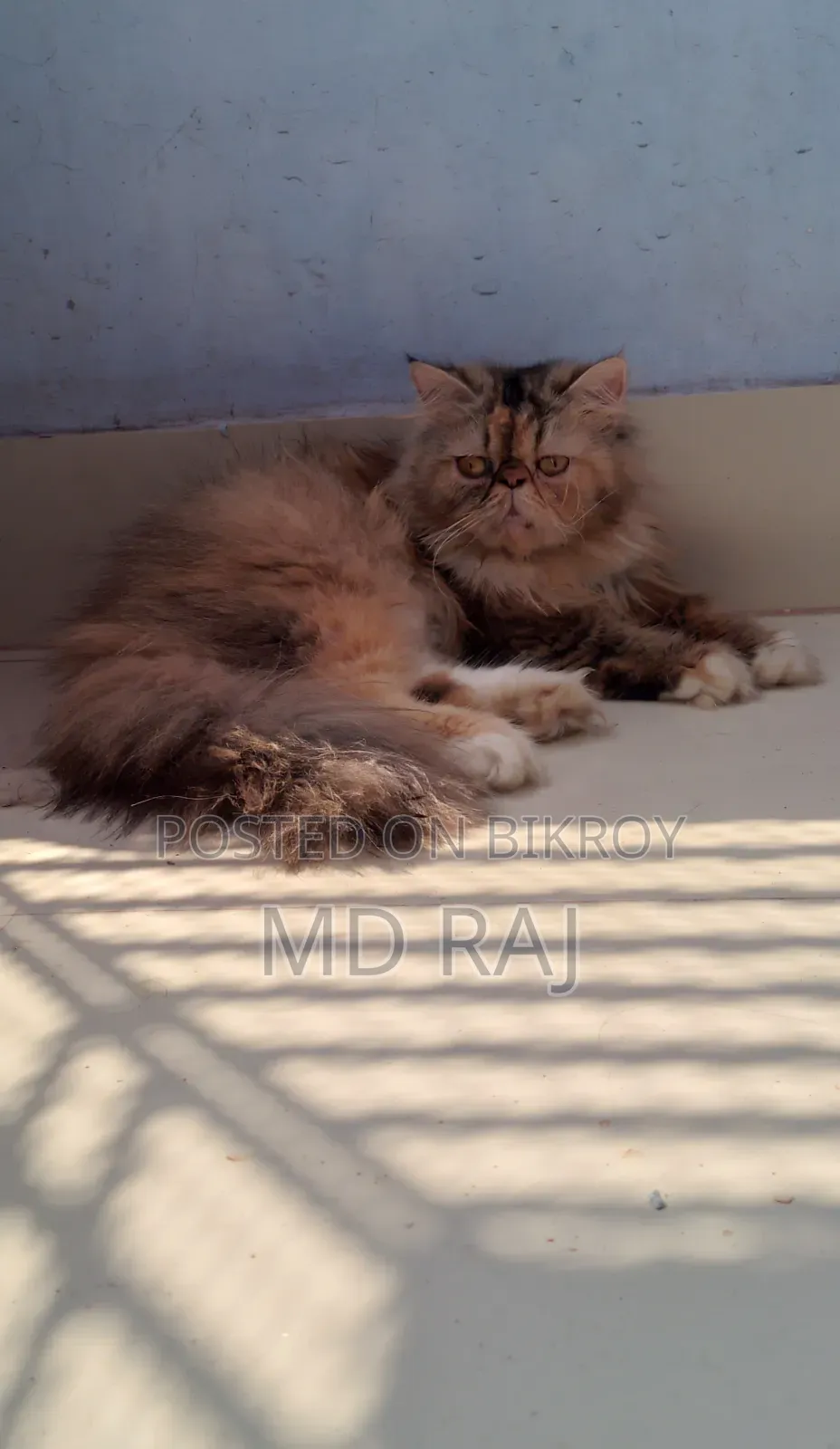 1+ Year Female Purebred Persian