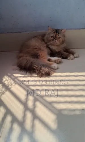 1+ Year Female Purebred Persian