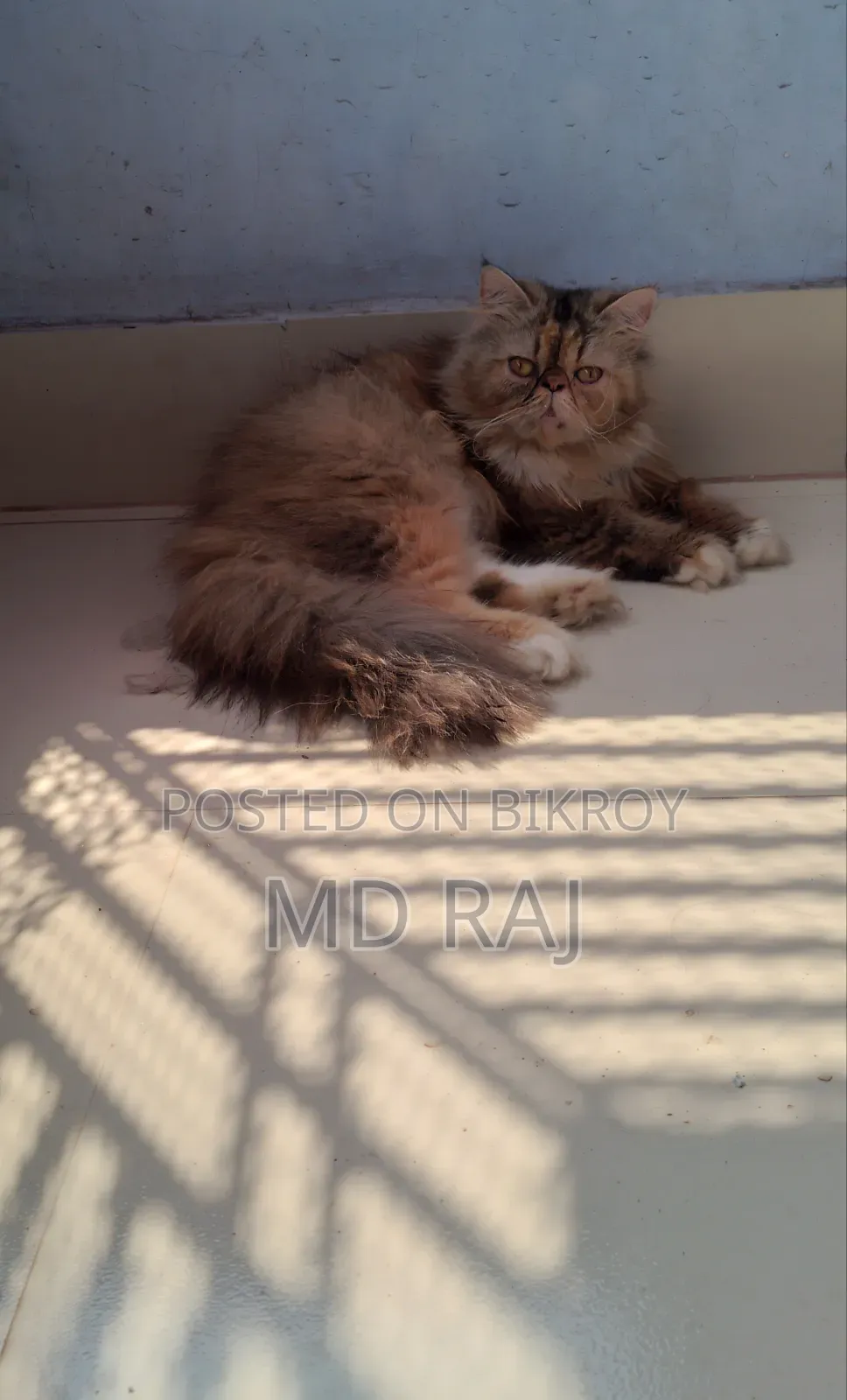 1+ Year Female Purebred Persian