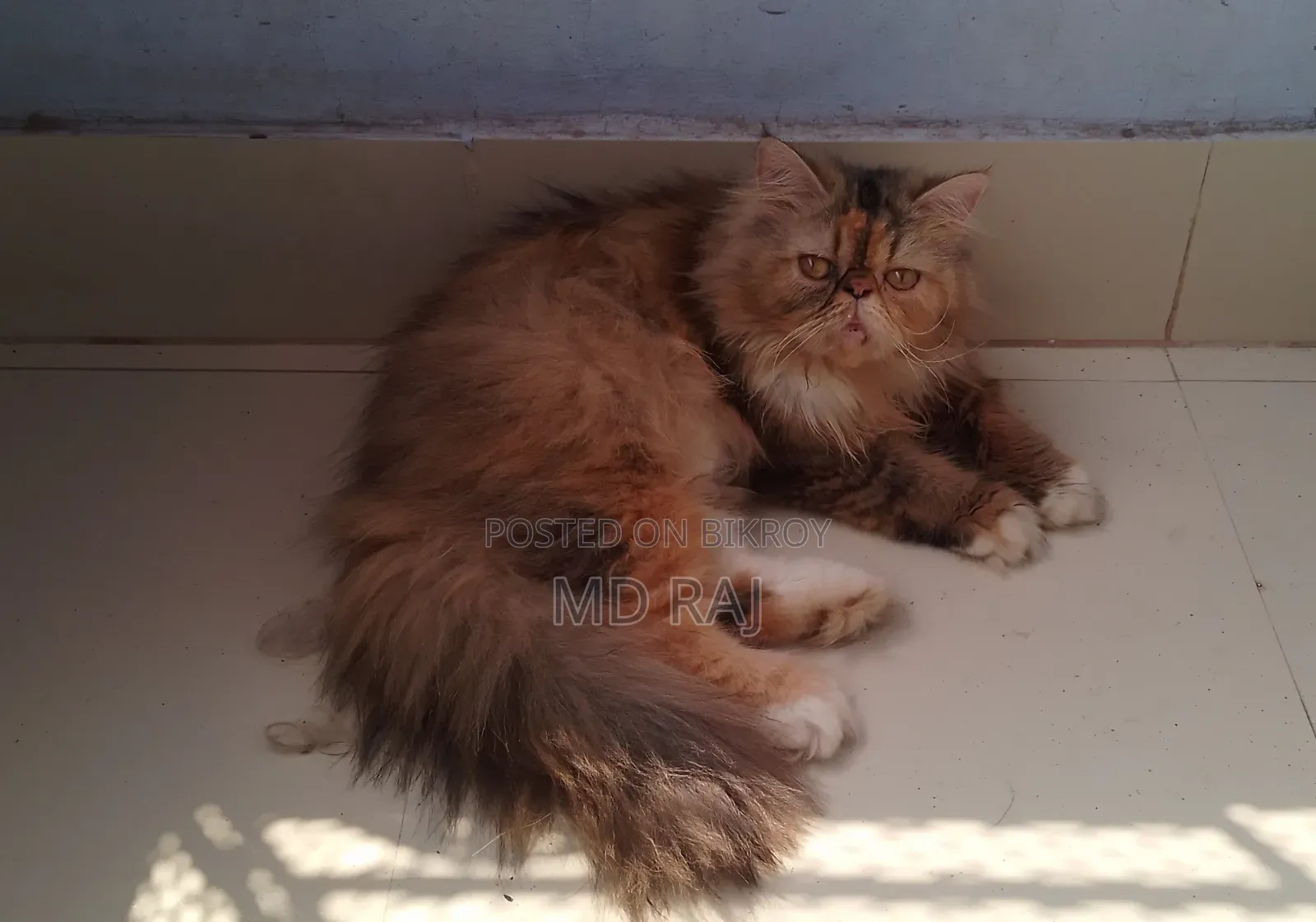 1+ Year Female Purebred Persian