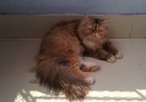 1+ Year Female Purebred Persian