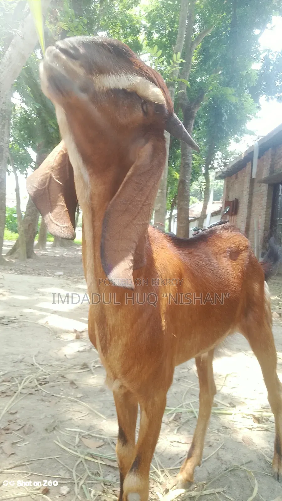Haryana and Totapuri crossbreed goat
