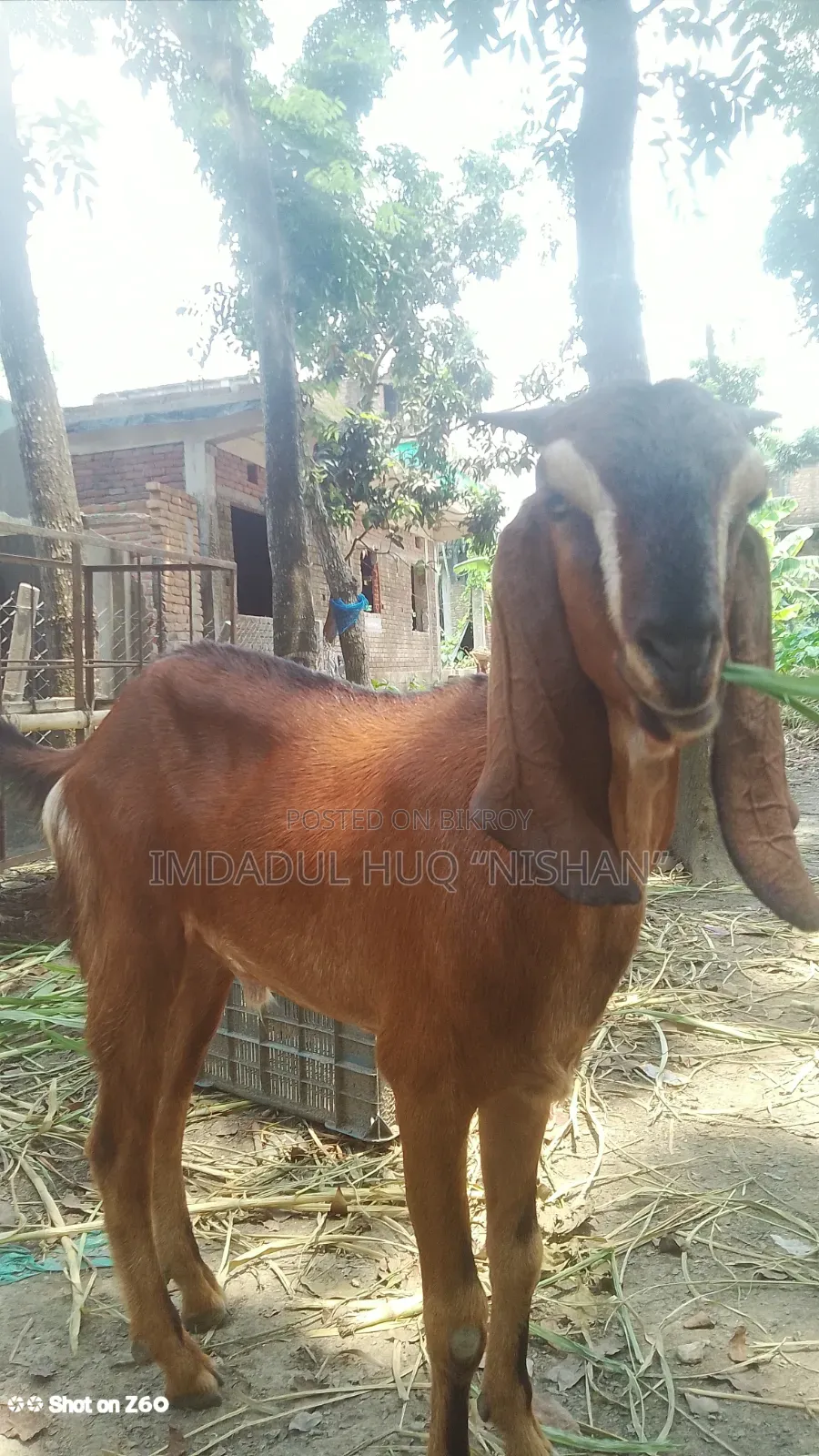 Haryana and Totapuri crossbreed goat