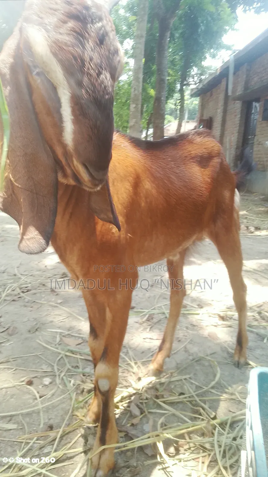 Haryana and Totapuri crossbreed goat