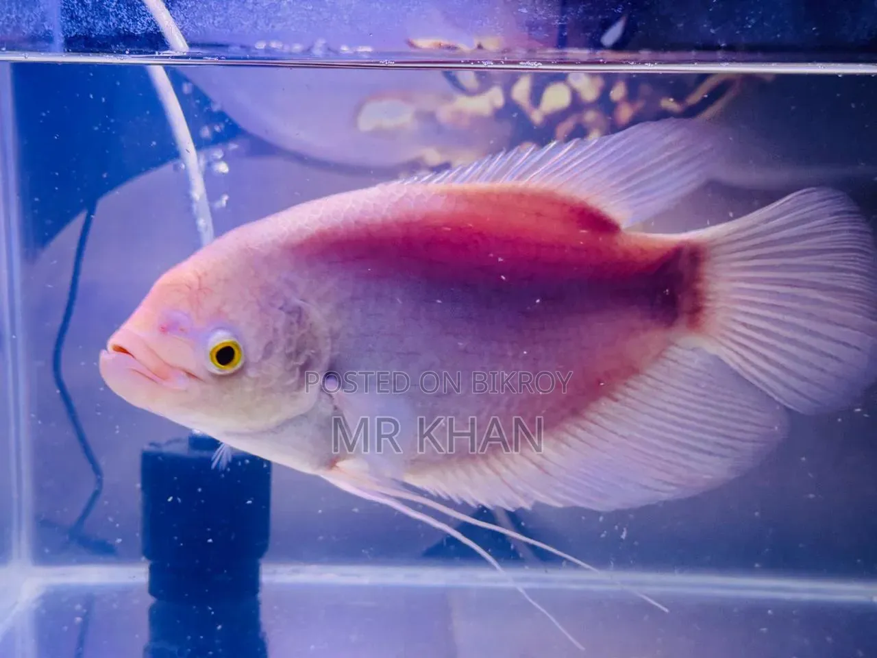 Albino Gourami Large Size