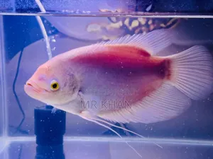 Albino Gourami Large Size