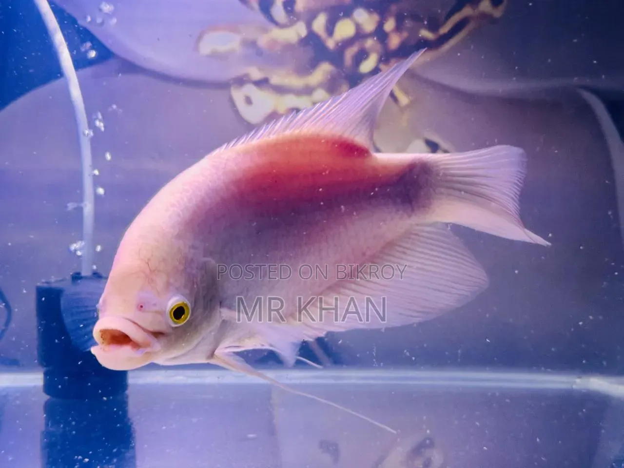 Albino Gourami Large Size