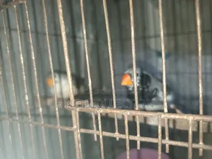 3b Running Pair Sell Hoby