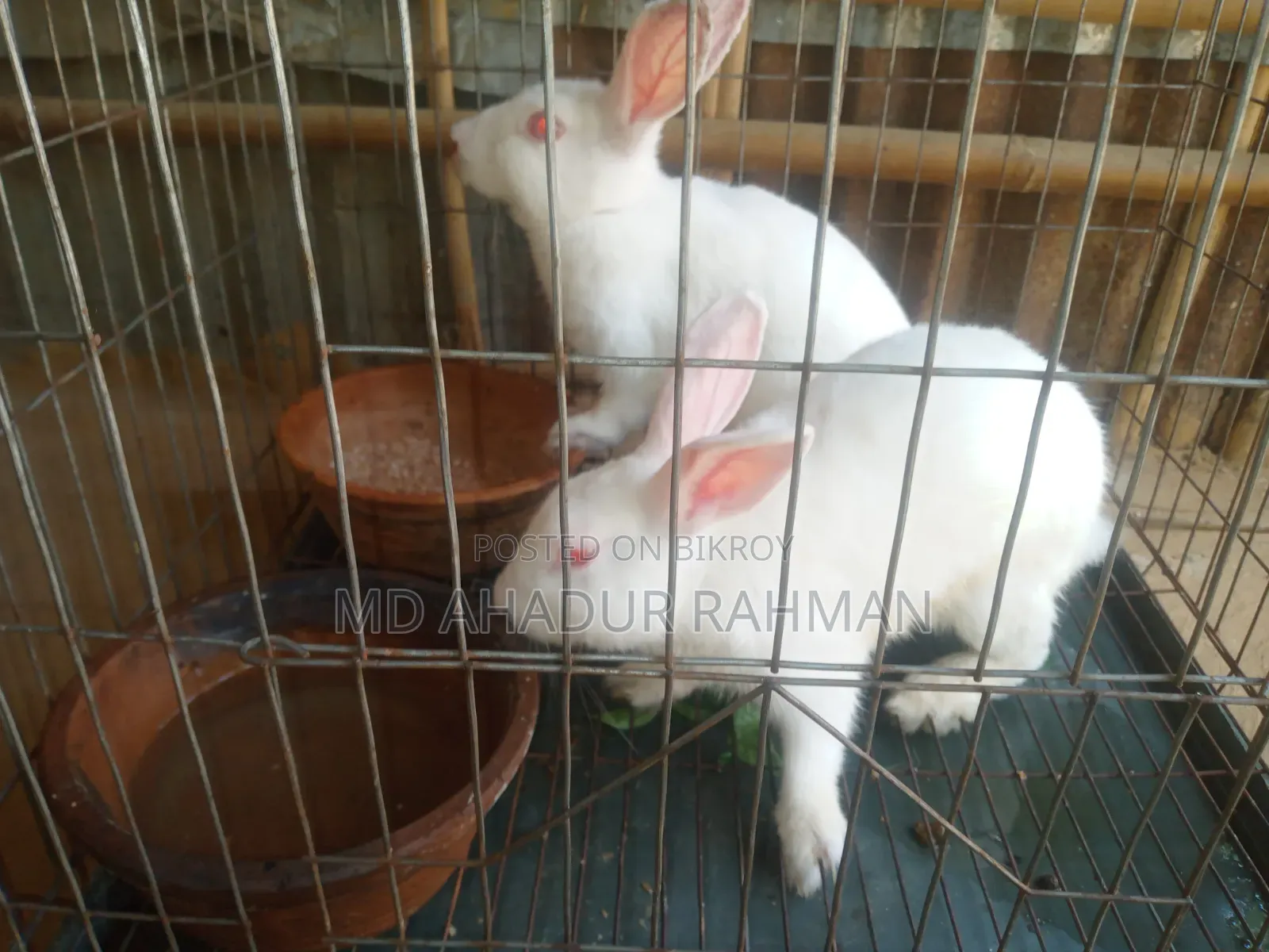 Rabbit -খরগোশ