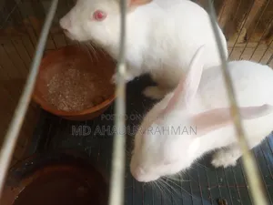 Rabbit -খরগোশ