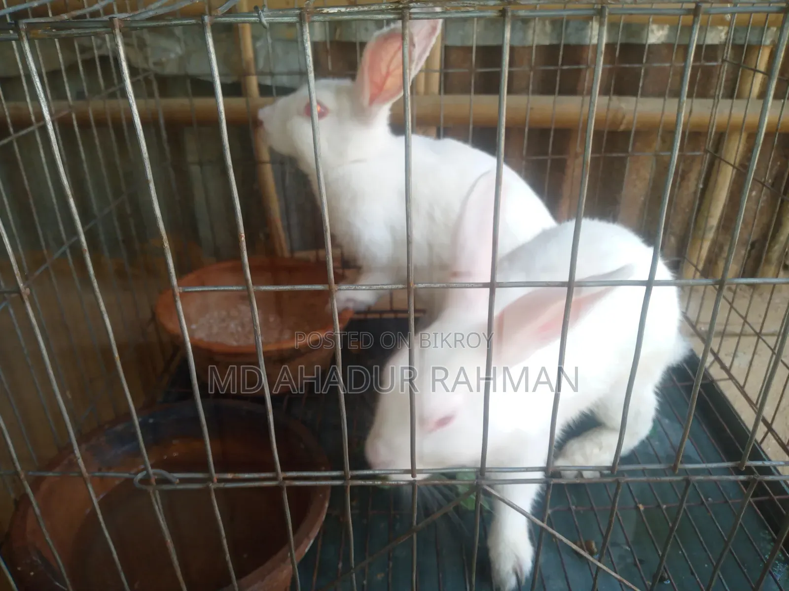 Rabbit -খরগোশ