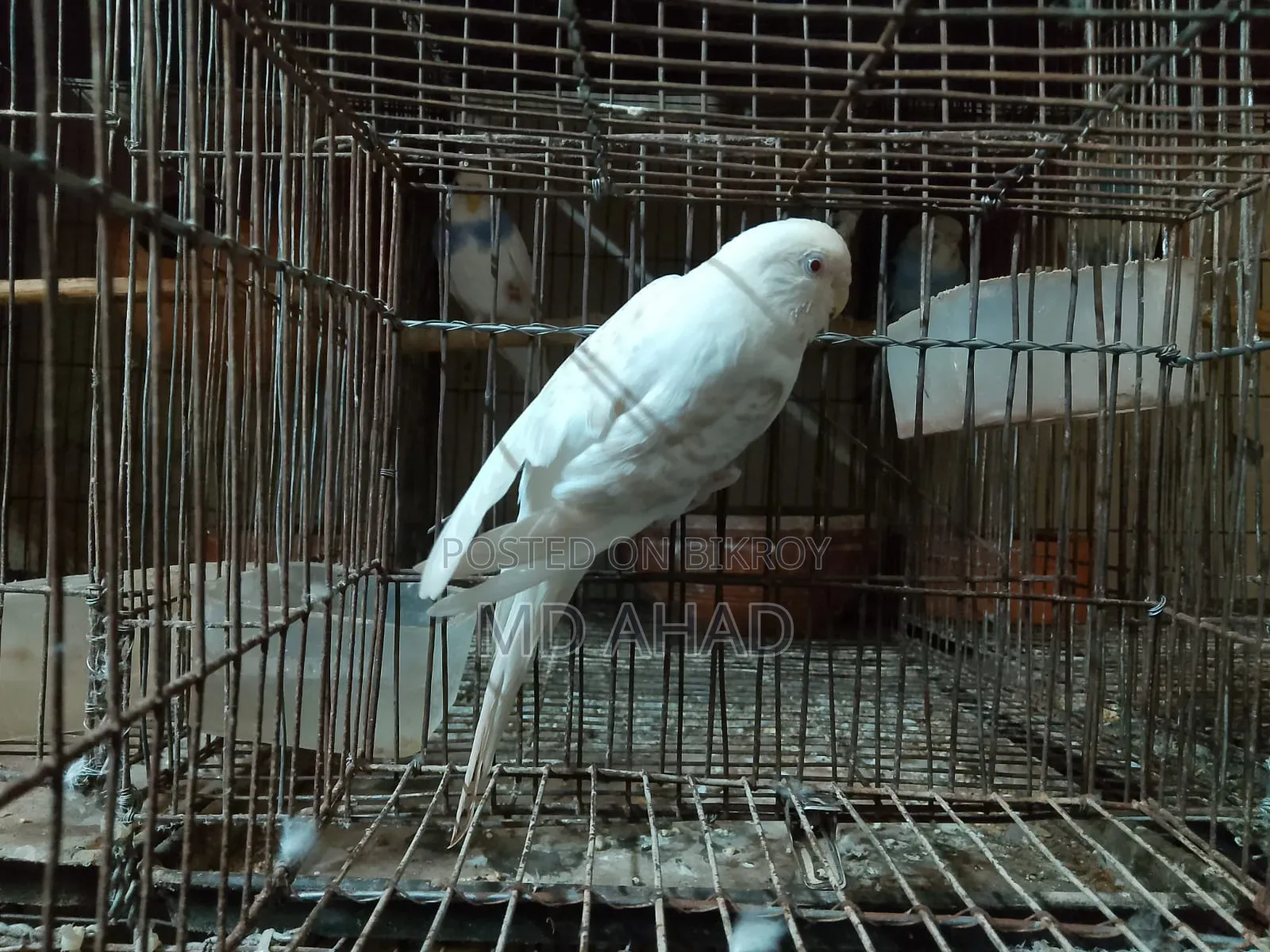 বাজরিগার বিক্রি