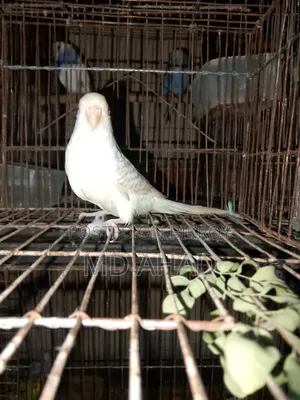বাজরিগার বিক্রি
