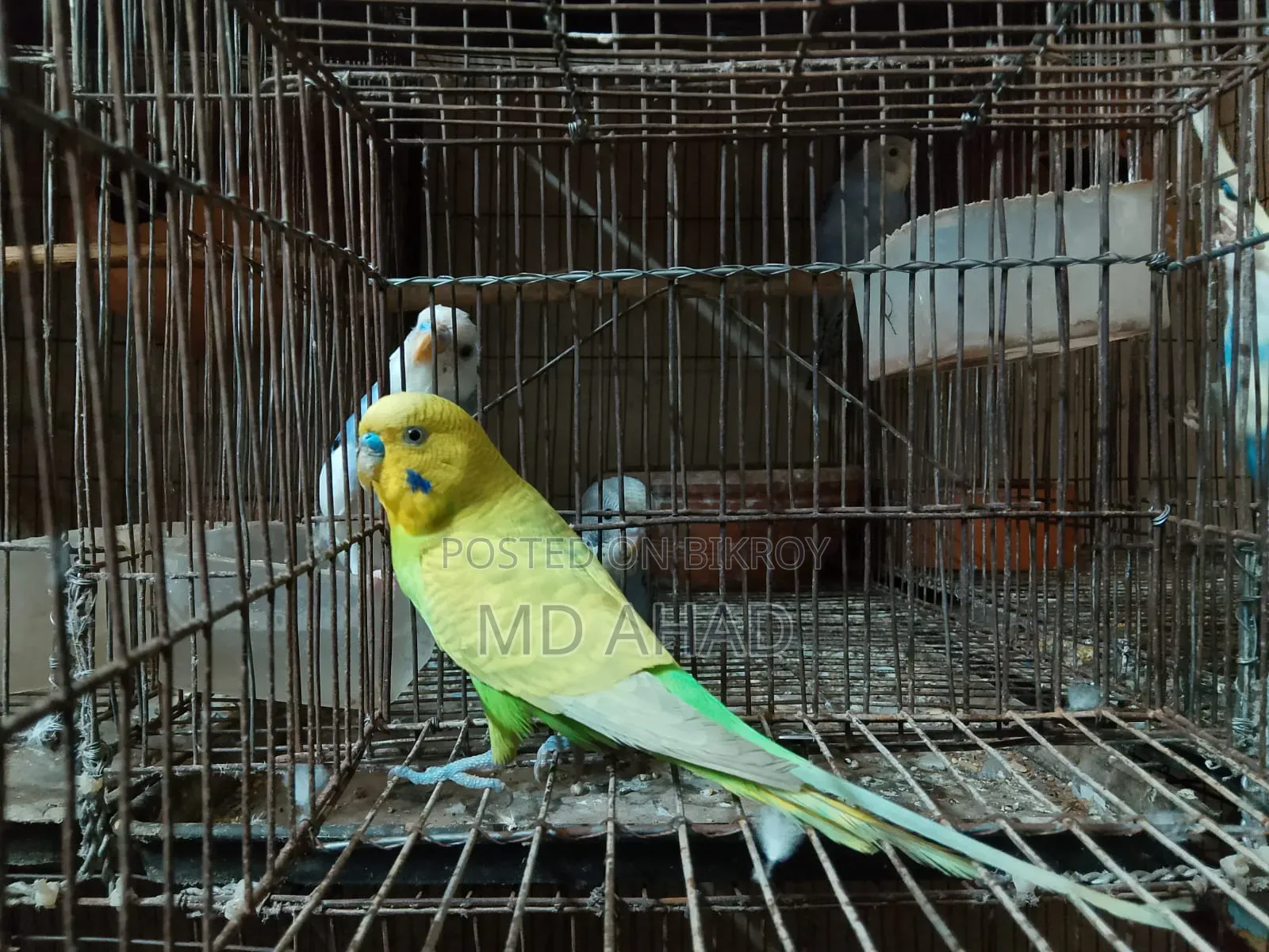 বাজরিগার বিক্রি