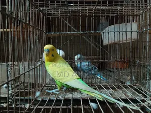 বাজরিগার বিক্রি