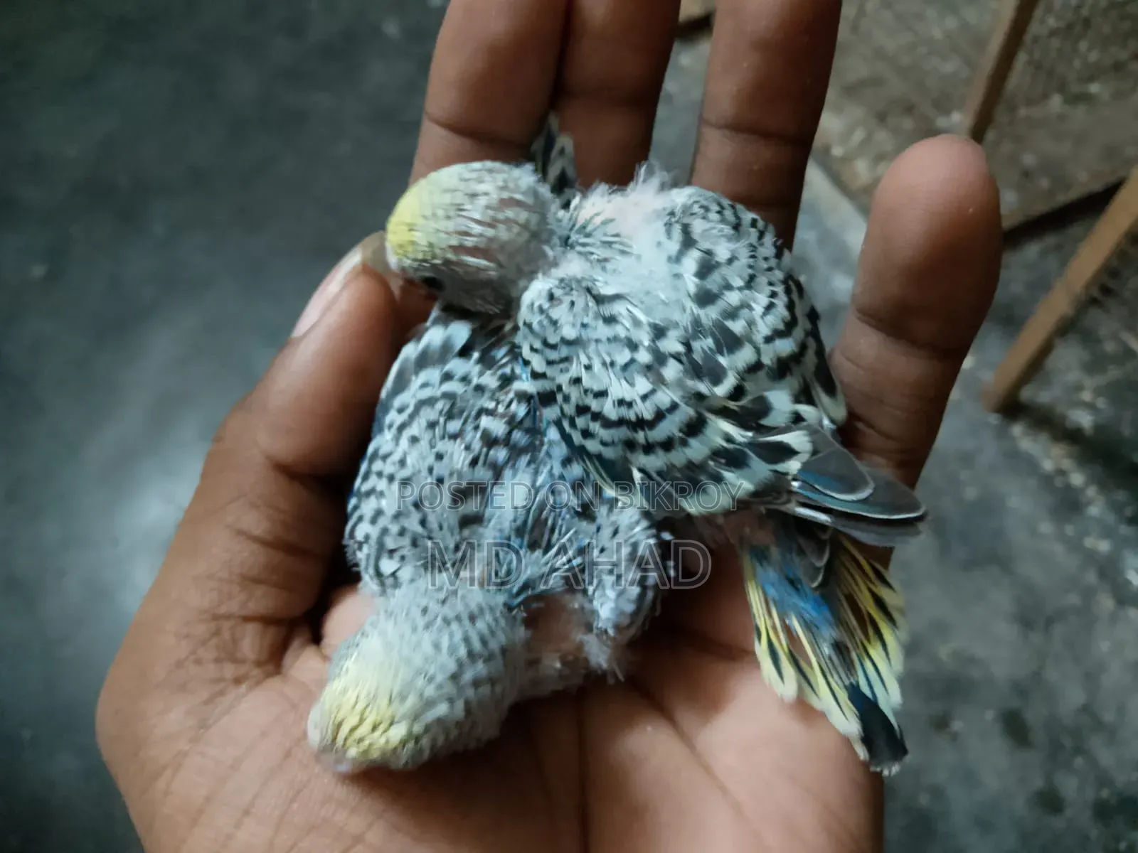 বাজরিগার বিক্রি