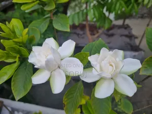 গন্ধরাজ ফুলের গাছ প্রায় ৪ ফুট লম্বা বিক্রয়ের জন্য!