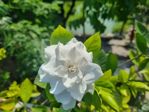 গন্ধরাজ ফুলের গাছ প্রায় ৪ ফুট লম্বা বিক্রয়ের জন্য!