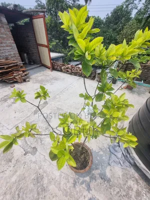 গন্ধরাজ ফুলের গাছ প্রায় ৪ ফুট লম্বা বিক্রয়ের জন্য!